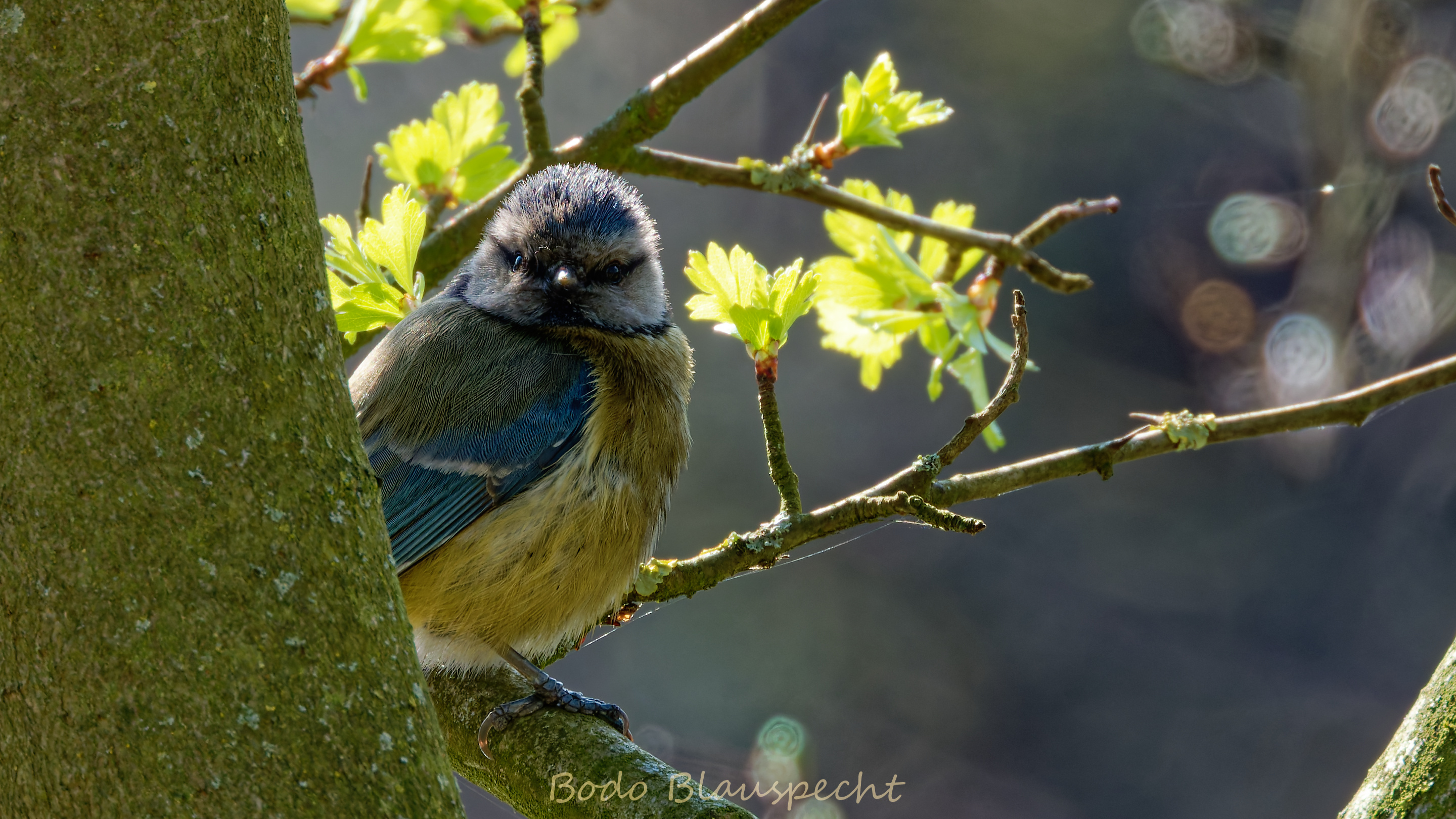 Blaumeise   Steveraue   003 2020.03.21 14.36.14 WEB